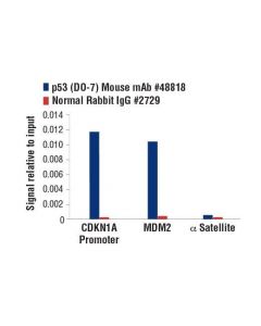 Cell Signaling P53 (Do-7) Mouse mAb