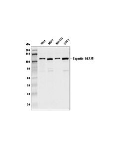 Cell Signaling Exportin-1/CRM1 (D6V7N) Rabbit mAb (BSA and Azide Free)