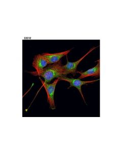 Cell Signaling Pi4 Kinase Antibody