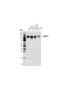 Cell Signaling Lamp2 (D5c2p) Rabbit mAb