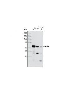 Cell Signaling Relb (C1e4) Rabbit mAb