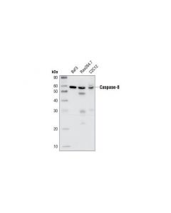 Cell Signaling Caspase-8 Antibody (Mouse Specific)