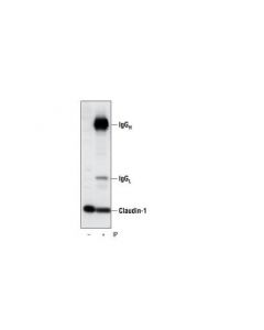 Cell Signaling Claudin-1 Antibody
