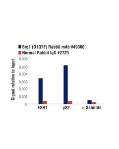 Cell Signaling Brg1 (D1q7f) Rabbit mAb