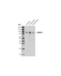 Cell Signaling Lingo-1 Antibody