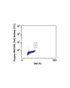 Cell Signaling Phospho-Pbk/Topk (Thr9) Antibody