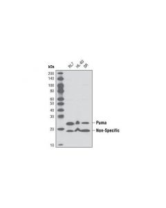 Cell Signaling Puma Antibody