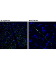 Cell Signaling Vasopressin (D8t3k) Rabbit mAb