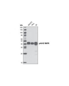 Cell Signaling P44/42 Mapk (Erk1/2) (137f5) Rabbit mAb (Biotinylated)