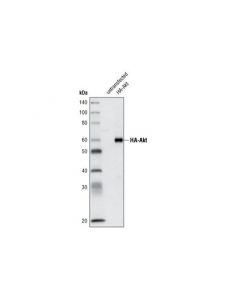 Cell Signaling Ha-Tag (C29f4) Rabbit mAb (Biotinylated)