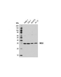 Cell Signaling Mcu (D2z3b) Rabbit mAb (Bsa And Azide Free)