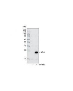 Cell Signaling Ho-1 (P249) Antibody