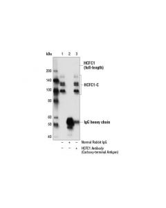 Cell Signaling Hcfc1 Antibody (Carboxy-Terminal Antigen)