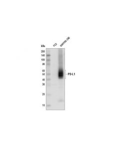 Cell Signaling Pd-L1 (E1l3n ) Xp  Rabbit mAb (Hrp Conjugate)