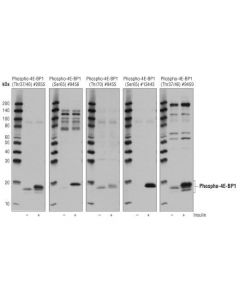 Cell Signaling 4e-Bp1 Control Cell Extracts