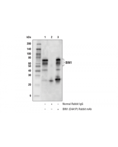 Cell Signaling Bin1 (E4a1p) Rabbit mAb