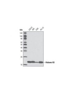 Cell Signaling Histone H3 (3h1) Rabbit mAb (Hrp Conjugate)