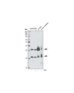 Cell Signaling P35/25 (C64b10) Rabbit mAb (Bsa And Azide Free)