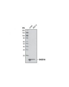 Cell Signaling Sh2d1a (D10g8) Rabbit mAb