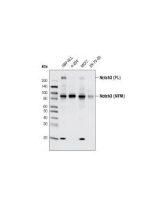 Cell Signaling Notch3 (D11b8) Rabbit mAb