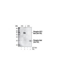 Cell Signaling Phospho-Bad (Ser136) (185d10) Rabbit mAb