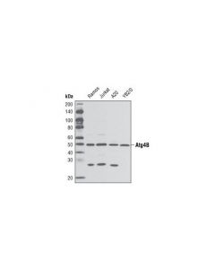 Cell Signaling Atg4b Antibody