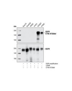 Cell Signaling Egf Receptor (E746-A750del Specific) (D6b6) Xp® Rabbit mAb (Bsa And Azide Free)