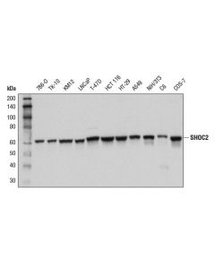 Cell Signaling Shoc2 (D7n1a) Rabbit mAb