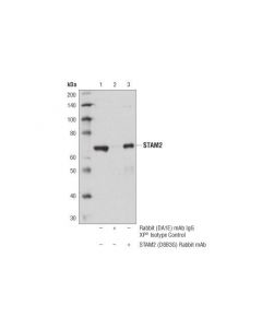 Cell Signaling Stam2 (D8b3g) Rabbit mAb