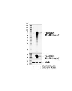 Cell Signaling T-Bet/Tbx21 (E4i2k) Rabbit mAb (Bsa And Azide Free)