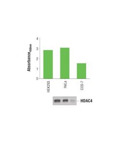 Cell Signaling Pathscan Total Hdac4 Sandwich Elisa Kit