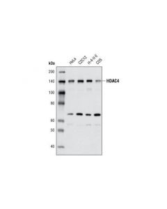 Cell Signaling Hdac4 (4a3) Mouse mAb