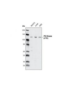 Cell Signaling Pi3 Kinase P110gamma (D55d5) Rabbit mAb