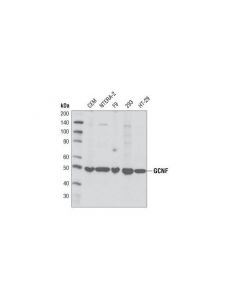 Cell Signaling Gcnf Antibody