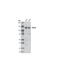 Cell Signaling Bub1b (D32e8) Rabbit mAb