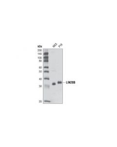 Cell Signaling Lin28b Antibody (Mouse Preferred)