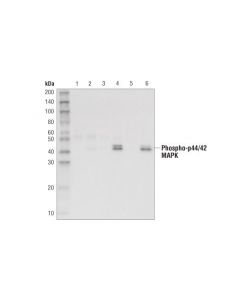 Cell Signaling Phospho-P44/42 Mapk (Erk1/2) (Thr202/Tyr204) (D6a9) Rabbit mAb (Sepharose Bead Conjugate)