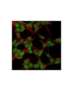 Cell Signaling Msh6 (D60g2) Xp Rabbit mAb