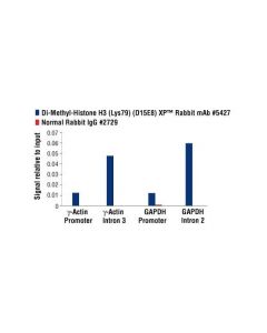 Cell Signaling Di-Methyl-Histone H3 (Lys79) (D15e8) Xp Rabbit mAb