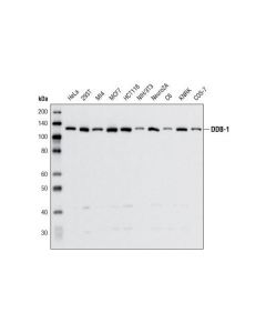 Cell Signaling Ddb-1 Antibody