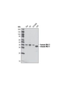 Cell Signaling Mcl-1 (D35a5) Rabbit mAb