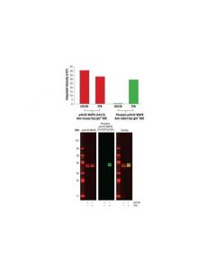 Cell Signaling Anti-Mouse Igg (H+L) (Dylight 680 Conjugate)