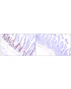 Cell Signaling Histone H3 (K9m Mutant Specific) (E4n7v) Rabbit mAb