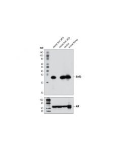 Cell Signaling Sirt3 (D22a3) Rabbit mAb