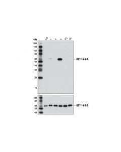 Cell Signaling 14-3-3 Eta (D23b7) Rabbit mAb