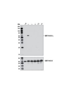 Cell Signaling 14-3-3 Gamma (D15b7) Rabbit mAb