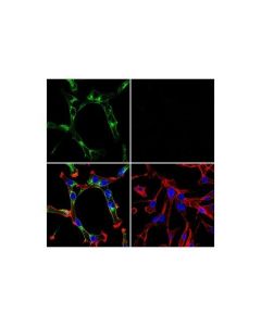 Cell Signaling Podxl (E8o1s) Rabbit mAb
