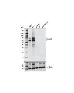 Cell Signaling Pcsk9 (D5k4s) Rabbit mAb