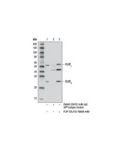 Cell Signaling Flip (D5j1e) Rabbit mAb