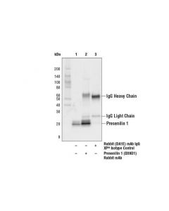 Cell Signaling Presenilin 1 (D39d1) Rabbit mAb